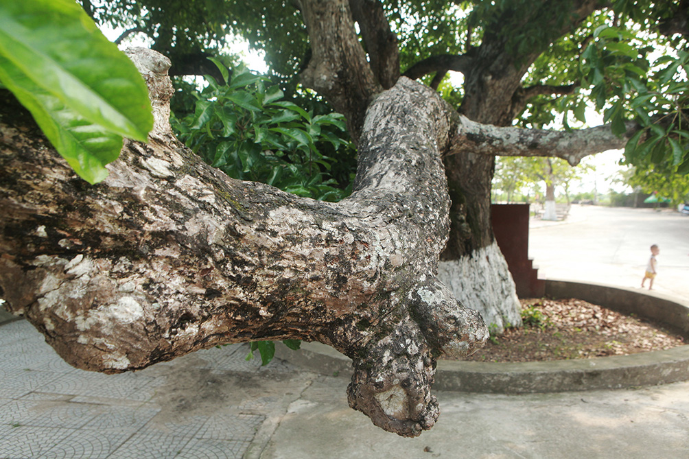 Ông Tuyến cho hay, cây có 9 ngọn nên một số nhà phong thủy đã từng nói rằng: “Cây lộc vừng này có thế “Cửu long khởi vũ” - có nghĩa là 9 con rồng cùng múa”. Người dân trong vùng luôn ý thức giữ gìn, bảo vệ cây lộc vừng. Vào những ngày hè, người dân trong làng lại cùng nhau quét dọn, vệ sinh để làm nơi hóng mát, tập thể dục, múa hát, chơi cờ, dạo quanh ngắm cây và hoa nở đỏ rực một vùng soi bóng dưới hồ bán nguyệt…