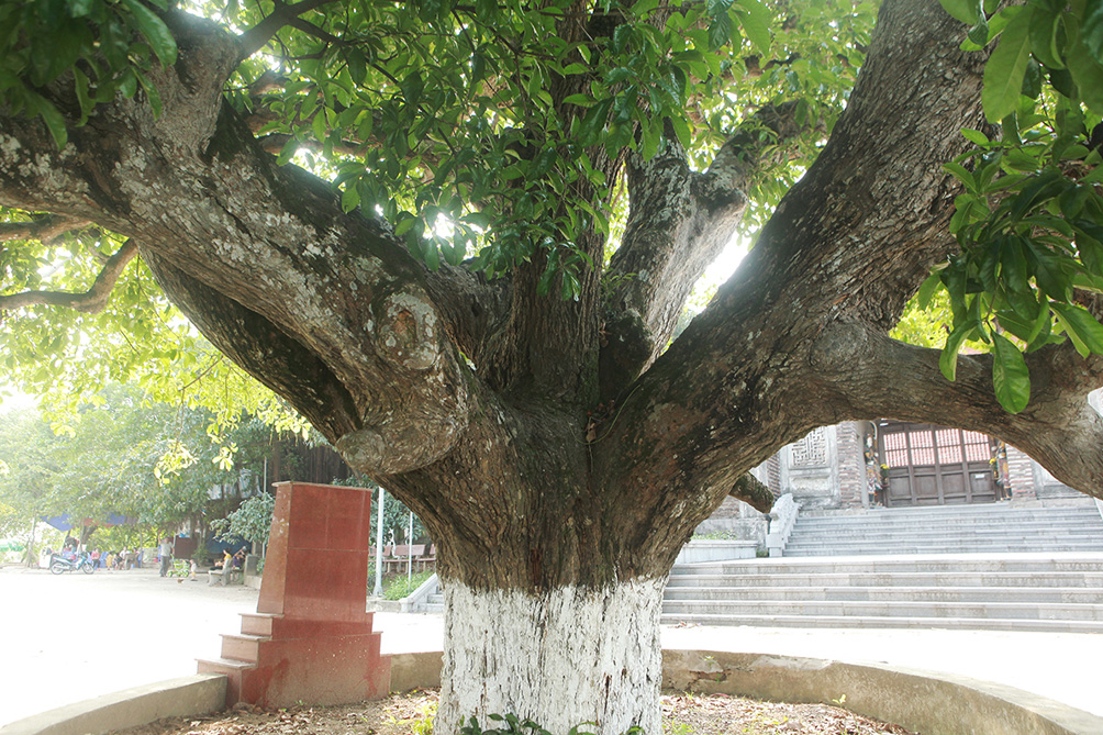 Trao đổi với PV, ông Trần Minh Đông, Chủ tịch UBND xã Sơn Đông cho biết, theo các cụ cao niên, vào thời kỳ kháng chiến chống Pháp, chống Mỹ, cạnh cây lộc vừng là cổng làng, du kích của ta thường ra ẩn nấp, canh chừng quân Pháp, khi máy bay địch qua có thể dễ dàng quan sát và nghe được tiếng báo động từ phía thành phố Việt Trì để báo cho trường học, người dân trong làng đi tránh trú.