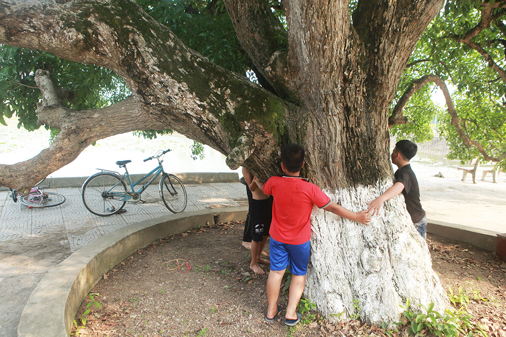  Ông Nguyễn Thanh Sơn, 70 tuổi, xã Sơn Đồng ,cho biết trước kia cây nhìn cao hơn bây giờ, sau này nhà nước làm đường cao lên khoảng 1m nên nhìn cây lùn đi. Ngày trước khi tôi còn nhỏ thường ngồi chơi vào những ngày hè oi bức hay mùa nước sông lên, trẻ con trong vùng cứ trèo lên cây lộc vừng nhảy xuống sông.