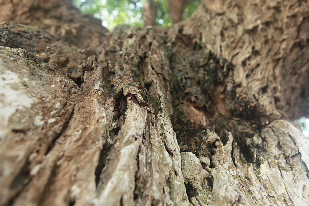 Trải qua gần 600 năm, vỏ cây dày và xù xì. Rêu xanh mọc phủ kín một số cành lớn.