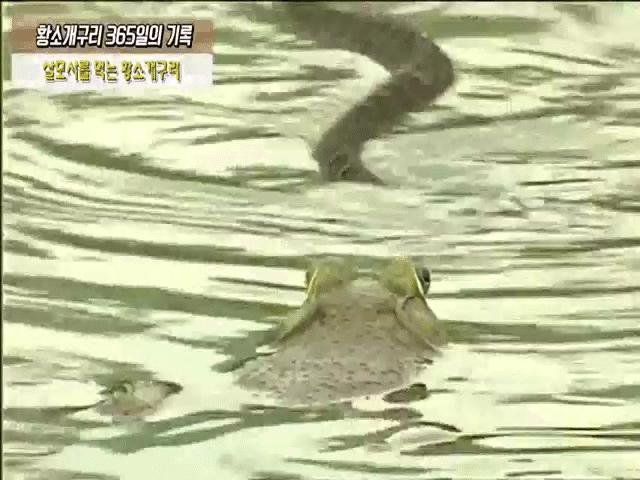 Phi thường - kỳ quặc - Video: &quot;Tha mạng&quot; cho ếch trâu, rắn lục cực độc bị đánh lén