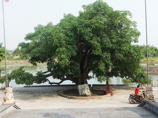 Tin tức trong ngày - Lộc vừng “9 rồng cùng múa”, người dân không dám bẻ cành, bứt lá