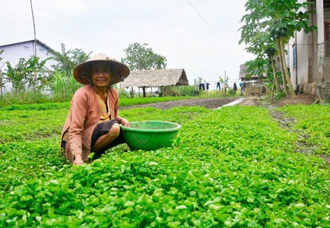 Bà Thị Chanh, ngụ ấp Xà Xiêm, xã Bình An, huyện Châu Thành từng cho biết, giá bán rau má 22.000 đồng - 25.000 đồng/kg, mỗi ngày thu 200kg thì tính ra tiền lãi 80 triệu/năm (sau khi đã trừ chi phí).
