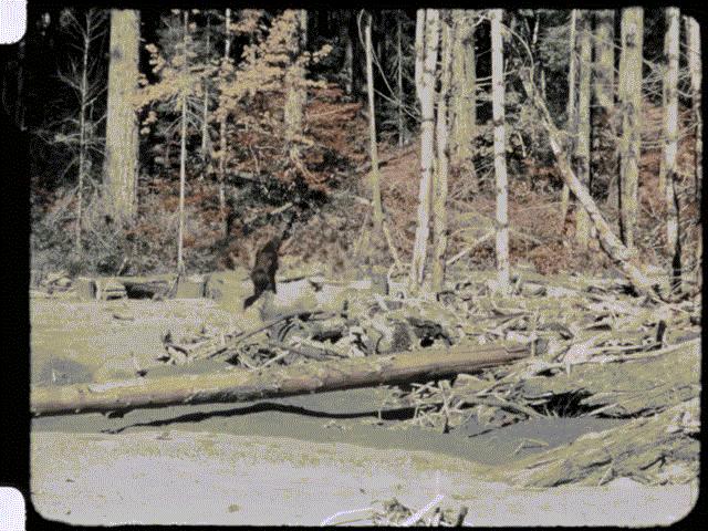 Thế giới - Những lần quái vật Bigfoot huyền thoại lộ diện khiến dân tình ớn lạnh sống lưng