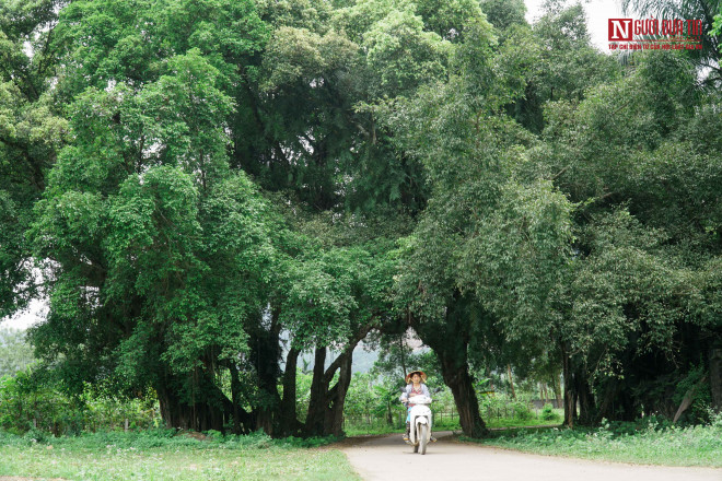 Bí ẩn cây "ma làng" hơn 800 tuổi ở Hoà Bình - 14