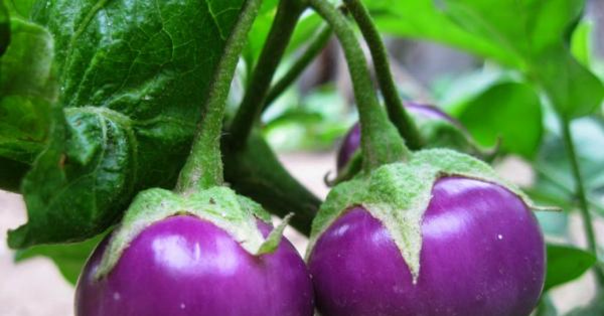 Sức khỏe đời sống - Cà tím thuốc quý nhưng không phải ai cũng ăn được