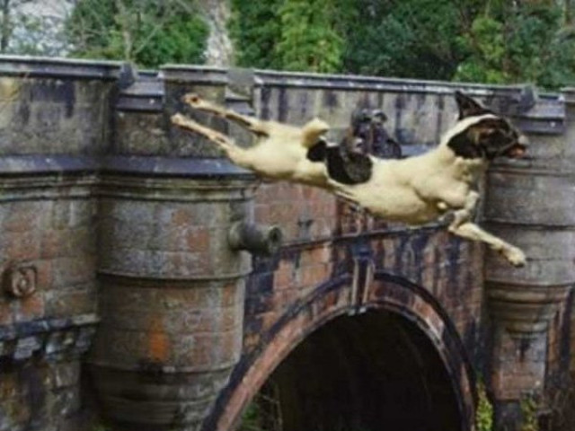 Du lịch - Giải mã cây cầu kỳ quái khiến hàng trăm con chó đi qua đều muốn tự tử