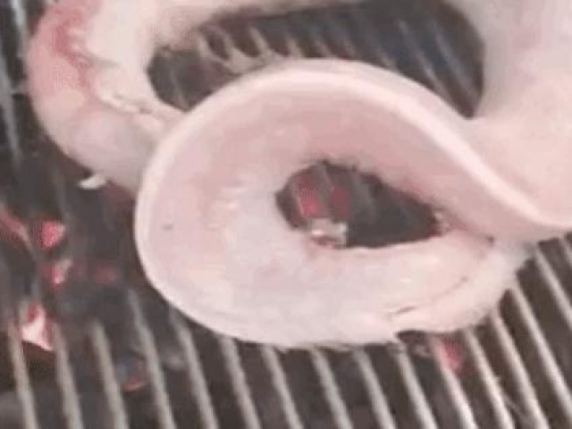 Thị trường - Tiêu dùng - Loài cá đặc sản Bình Định bỏ lên vỉ nướng vẫn ngoe nguẩy, nhìn thì kinh hãi, ăn thì cực ngon