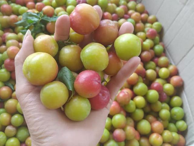 Thị trường - Tiêu dùng - Nghịch lý: Nông dân "khóc ròng" vì... mận được mùa