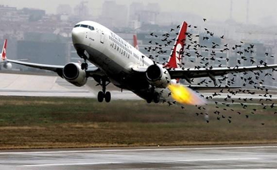 Các sân bay xảy ra vụ việc liên quan đến chim va đập nhiều nhất là Tân Sơn Nhất, Đồng Hới, Phú Quốc, Vinh. Ảnh minh hoạ