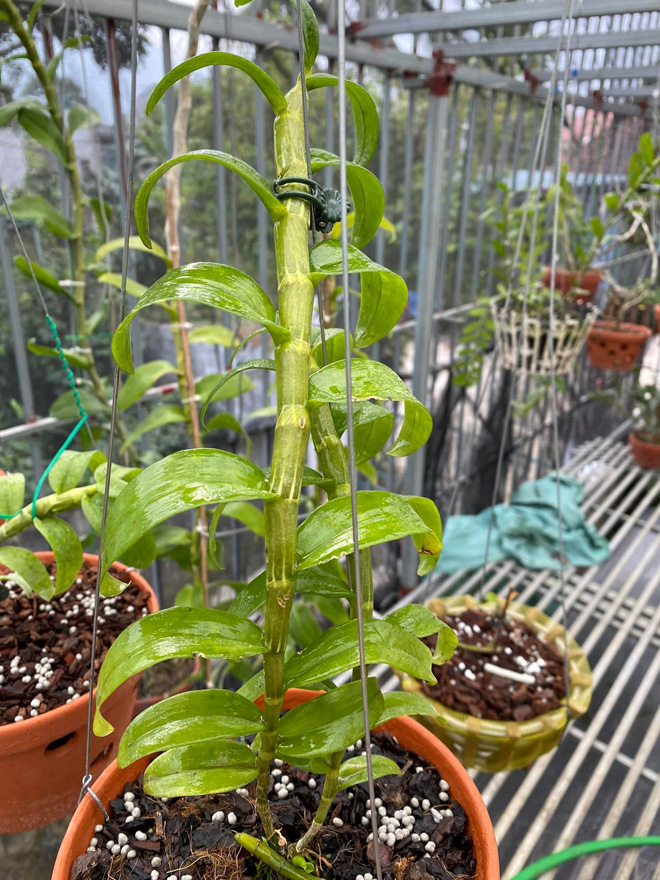 Bùi Quyết Tiến: Người đàn ông “si mê” với thú chơi lan tao nhã - 3