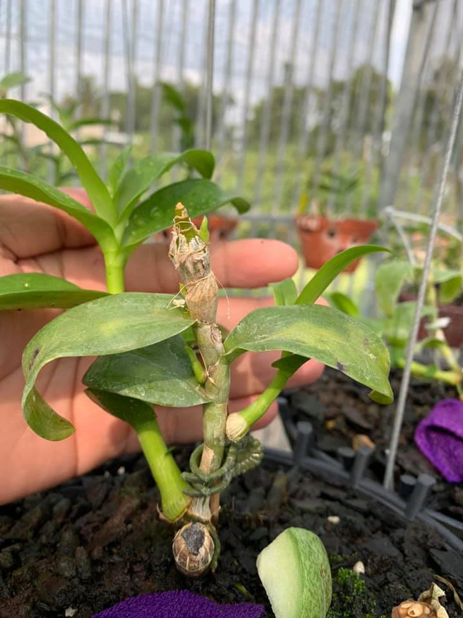 Bùi Quyết Tiến: Người đàn ông “si mê” với thú chơi lan tao nhã - 4