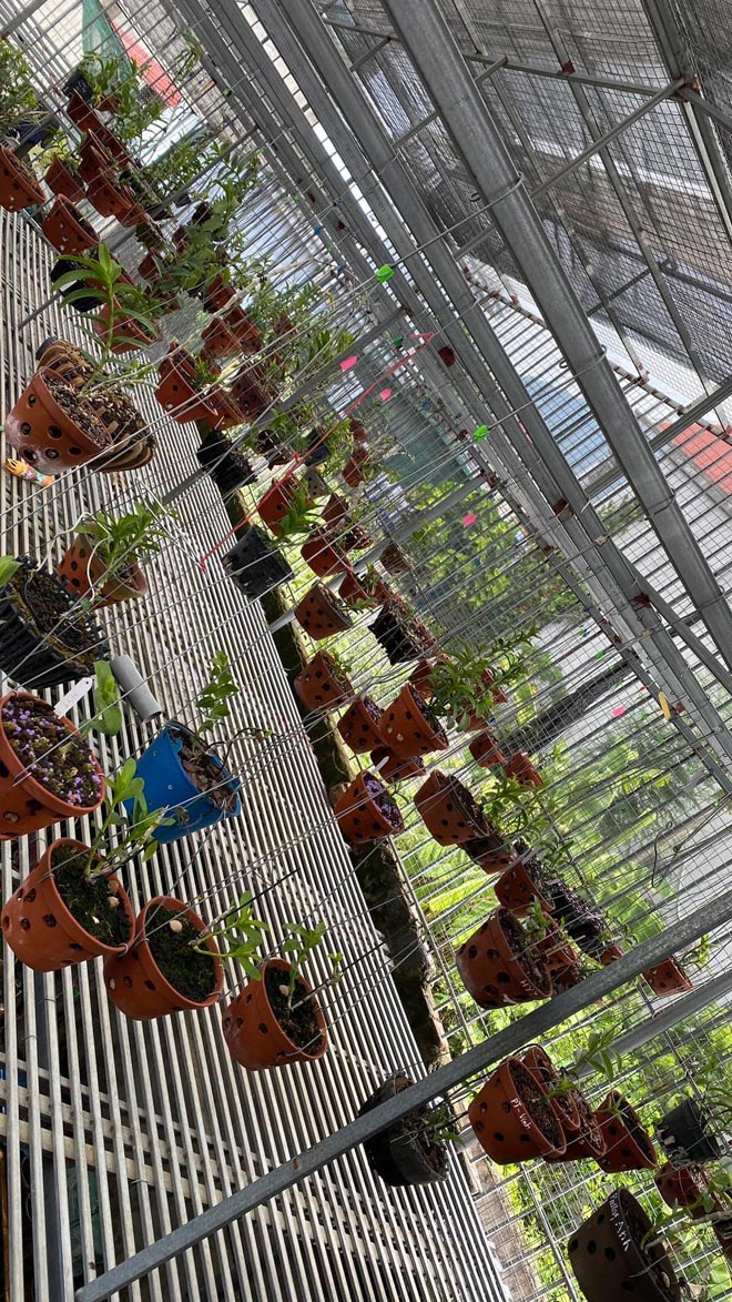 Bùi Quyết Tiến: Người đàn ông “si mê” với thú chơi lan tao nhã - 5