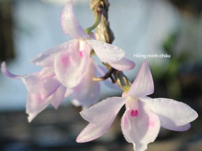 Bùi Quyết Tiến: Người đàn ông “si mê” với thú chơi lan tao nhã - 6