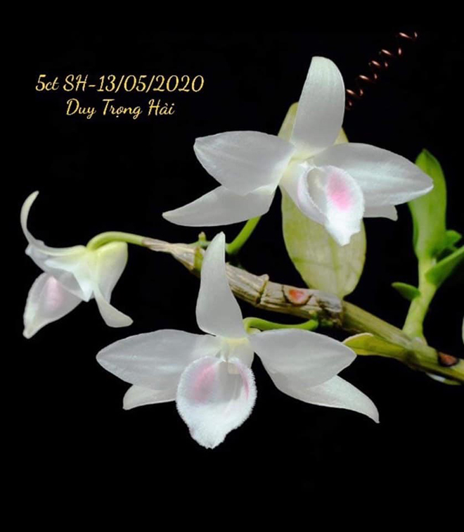 Cùng ông chủ Duy Trọng Hải chia sẻ bí quyết chọn và trồng phong lan - 1