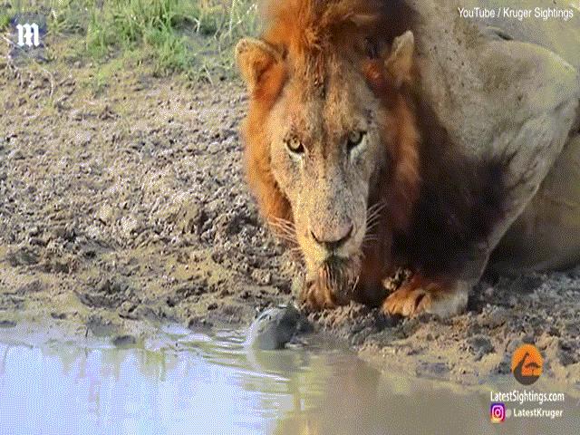 Phi thường - kỳ quặc - Video: Xuống sông uống nước, sư tử bị rùa "đánh đuổi"