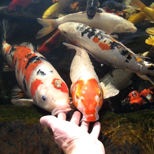 Cá Koi có nhiều mức giá, cá được nuôi ở Việt Nam khoảng 150.000 đồng/kg, còn nhập trực tiếp từ Nhật có giá cao hơn có thể lên đến vài chục triệu đồng/con.
