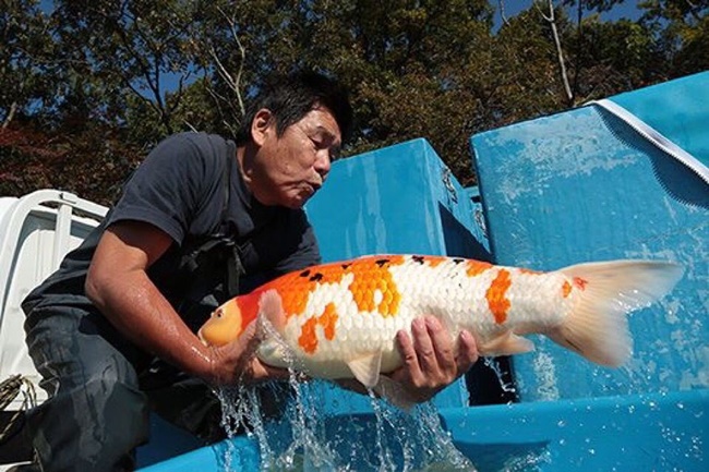 Mặc dù có nguồn gốc từ nước ngoài nhưng trong những năm qua nhiều người làm giàu nhờ cá Koi tại Việt Nam.

