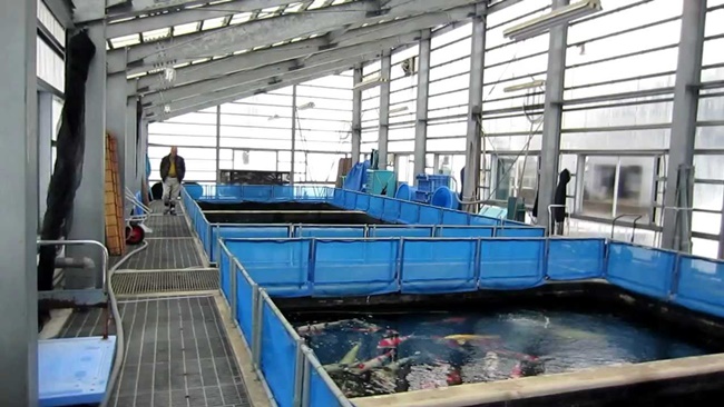 Cá Koi (cá chép Nhật Bản)&nbsp; theo tiếng nhật là Nishikigoi, được người Nhật lai tạo giống&nbsp; hơn 200 năm trước và luôn là đề tài sôi nổi ở các diễn đàn cá cảnh trên khắp thế giới hiện nay.
