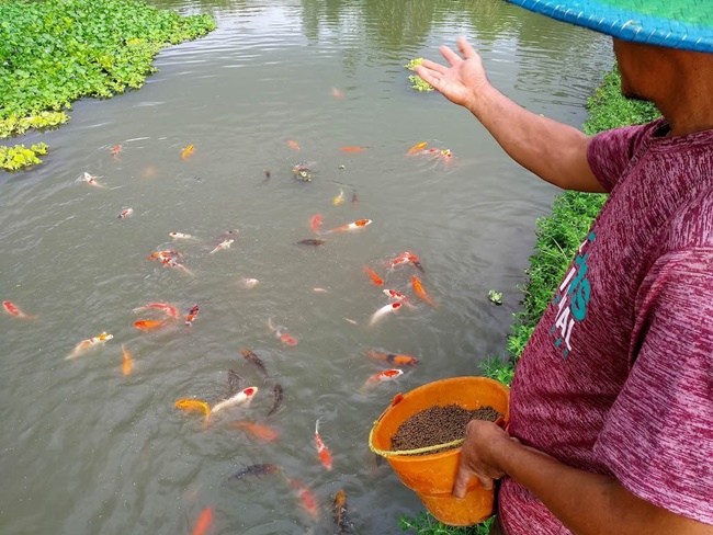 Giá cá Koi Nhật Bản được tính dựa trên kích thước và màu sắc, độ tuổi và gen giống của từng loại.
