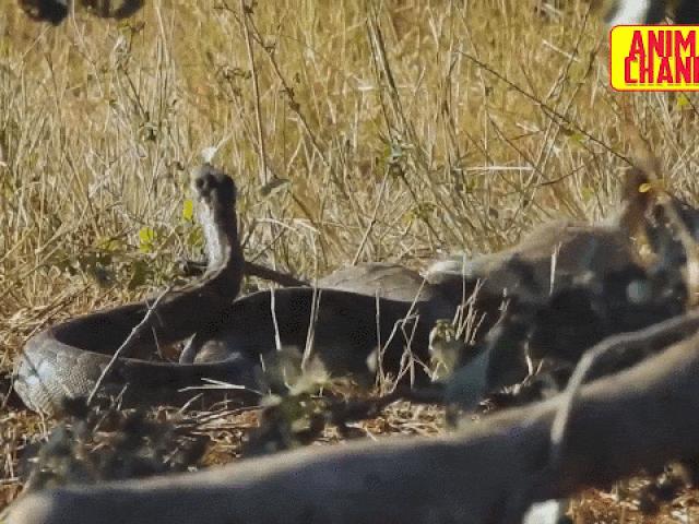 Media - Lửng mật và những trận chiến "chống lại cả thế giới"