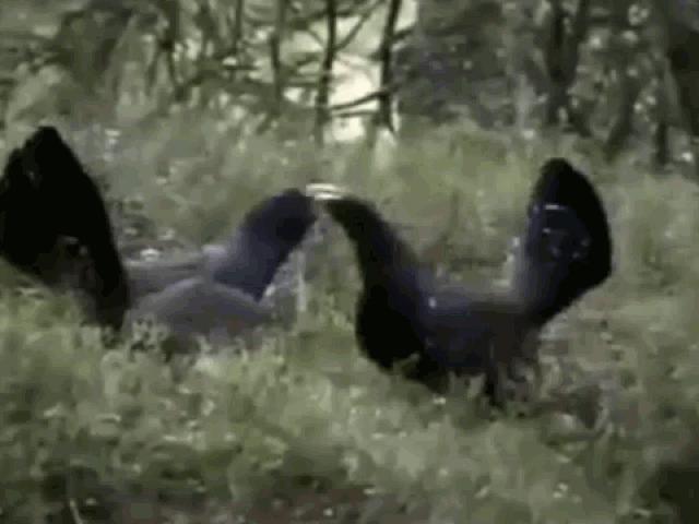 Media - Clip: Tử chiến đại bàng cứu bạn tình, gà rừng nhận kết đắng