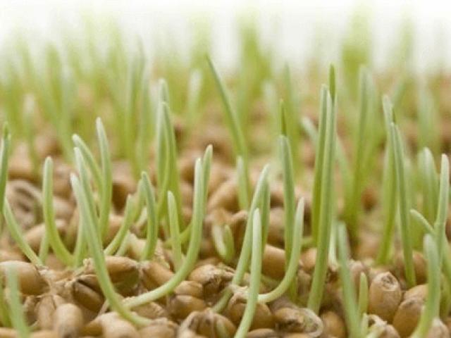 Sức khỏe đời sống - Thực hư công dụng "thần thánh" của mầm lúa mì