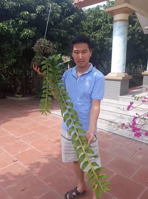 Cùng ông chủ Duy Trọng Hải chia sẻ bí quyết chọn và trồng phong lan - 6