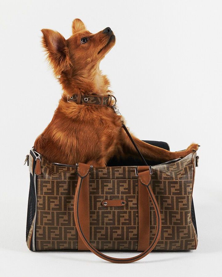 Điều gì xảy ra khi thú cưng mặc đồ hiệu đắt như của con người? - 1