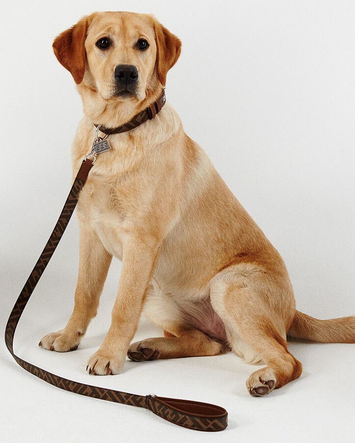 Điều gì xảy ra khi thú cưng mặc đồ hiệu đắt như của con người? - 4