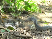 Phi thường - kỳ quặc - Video: Hổ mang chúa &quot;so găng&quot; cùng hổ ngựa, ai sẽ là kẻ chiến thắng?