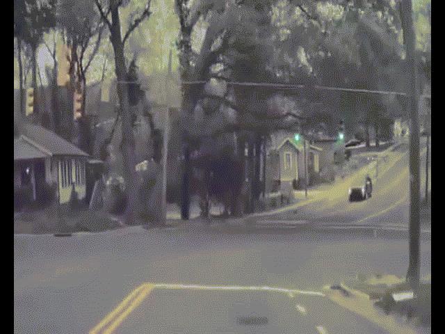 Phi thường - kỳ quặc - Video: Lái xe ô tô thoát chết trong gang tấc sau khi cây cổ thụ đổ sập xuống đường