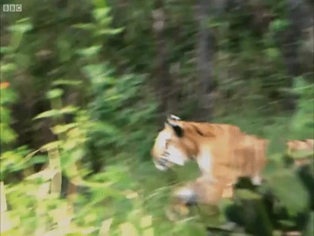 Phi thường - kỳ quặc - Video: Cận cảnh màn săn mồi nhanh gọn, chính xác của "chúa tể rừng xanh"