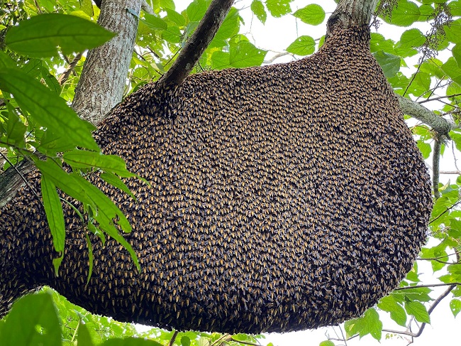 Tổ ong khoái nằm trên cành cây cao, bên ngoài là hàng ngàn con ong bám vào xây tổ. (Ảnh: Thanh Hà).