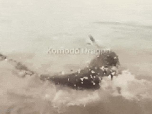 Media - Rồng Komodo xuống biển "truy sát", lôi con mồi lên bờ xé thịt