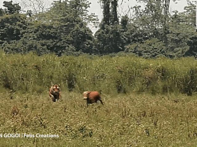 Media - Bò hoảng loạn khi thấy hổ dữ lao tới và pha xử lý "lao đầu vào chỗ chết"