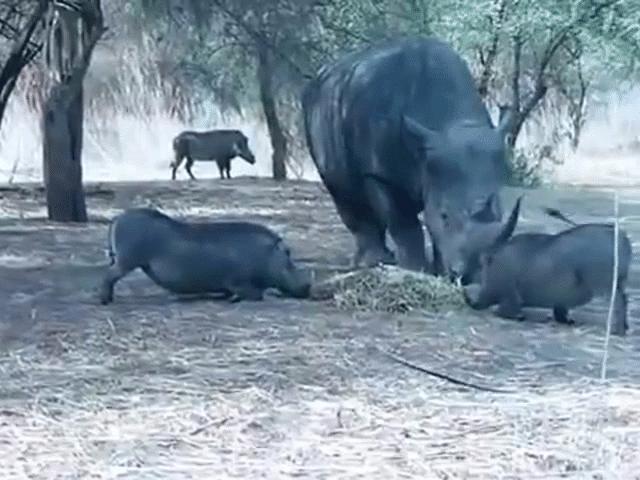 Phi thường - kỳ quặc - Video: Tranh đồ ăn với tê giác, lợn rừng bị húc tung lên trời