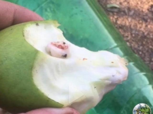 Phi thường - kỳ quặc - Đang mải mê ăn xoài, thanh niên suýt "ngất xỉu" vì vật thể lạ rơi ra từ miệng mình