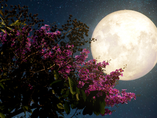 Công nghệ thông tin - Đêm nay và mai, Việt Nam chiêm ngưỡng "siêu trăng hồng" kỳ ảo