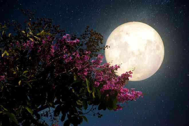 Siêu trăng hồng - Ảnh: LIVE SCIENCE