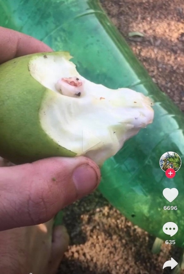 Đang mải mê ăn xoài, thanh niên suýt "ngất xỉu" vì vật thể lạ rơi ra từ miệng mình - 1