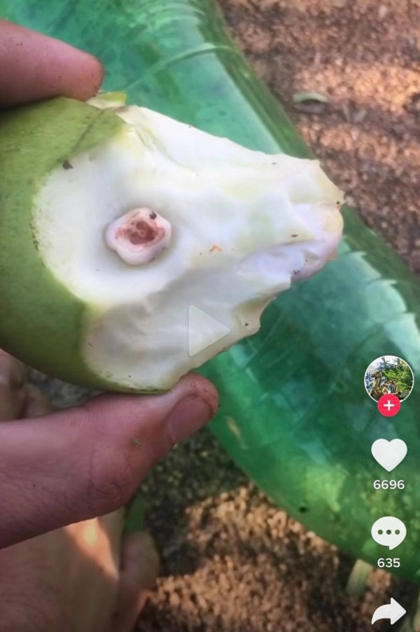 Một "vật thể lạ" rơi xuống ngay trên quả xoài đang cắn dở.