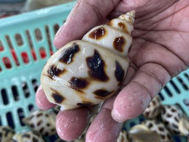 Tin tức trong ngày - Vụ ốc hương 1,8 triệu đồng/kg: Chủ nhà hàng bị tố "chặt chém" nói gì?