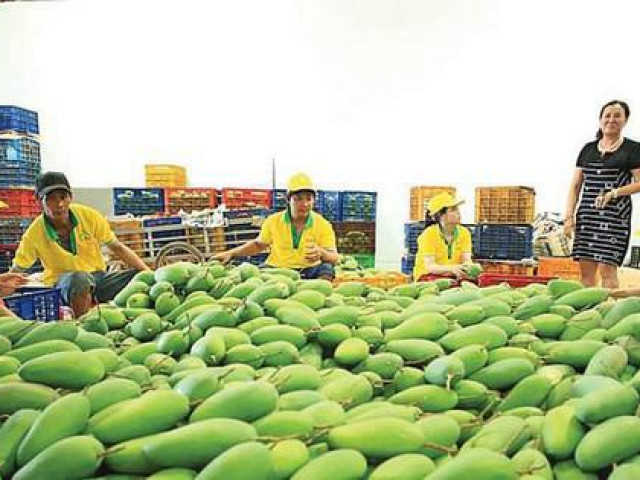 Thị trường - Tiêu dùng - Xoài, ổi và măng cụt của Việt Nam được ưa chuộng tại Nga