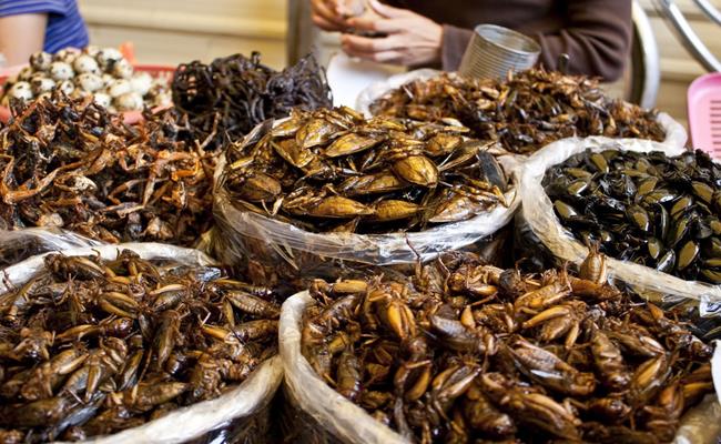 Nhìn hình dáng bên ngoài, cà cuống và ve sầu giống hệt như những con gián. Tuy nhiên bất chấp vẻ ngoài có phần đáng sợ, thời gian gần đây, chúng lại được săn lùng và trở thành món đặc sản. 
