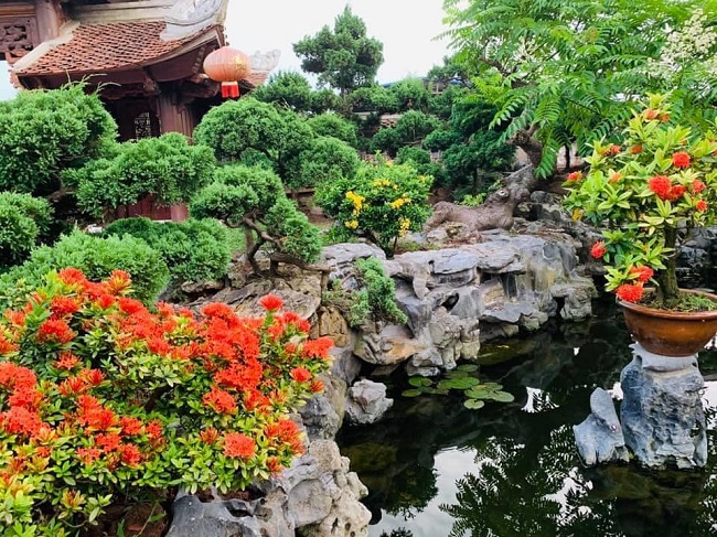 Xung quanh là vườn cây xanh tốt và hồ cá Koi vài chục con, tạo khung cảnh &#34;sơn thủy hữu tình&#34; đầy thi vị. Để tô điểm không gian, gia chủ còn trồng hoa hồng cổ và thiết kế riêng một đồi tùng.
