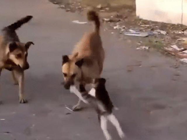 Media - Khi mèo cưng một mình “chấp cả thế giới”