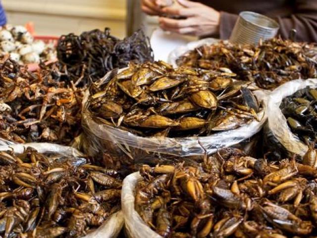 Thị trường - Tiêu dùng - 2 loài nhìn y hệt gián nhưng được người Việt rần rần lùng mua