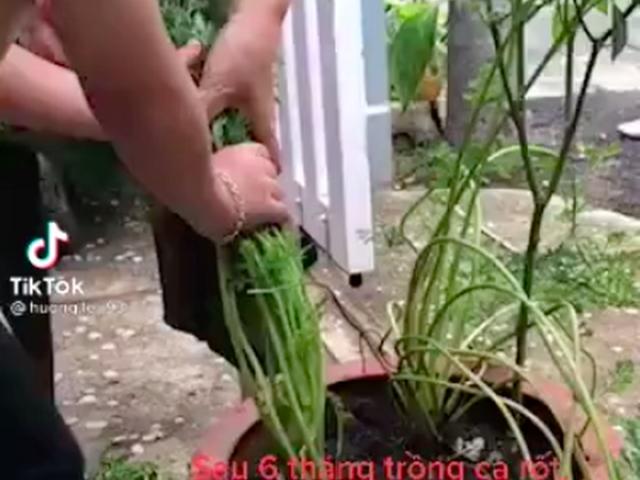 Thị trường - Tiêu dùng - Hai bà cháu trồng cây cà rốt suốt 6 tháng trời, thành quả khiến cư dân mạng chỉ biết ôm bụng cười ngặt nghẽo