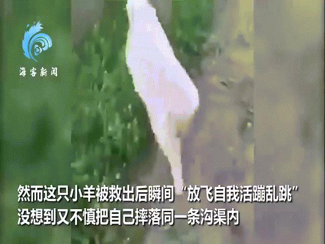 Phi thường - kỳ quặc - Video: Vừa được cứu khỏi mương nước, chú cừu ngay lập tức có hành động làm ai nấy “cạn lời”